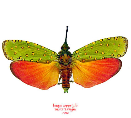 Insect specimens at Insect Designs - Lanternflies