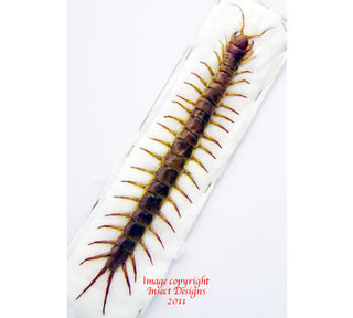 Insect specimens at Insect Designs - Centipedes and Millipedes