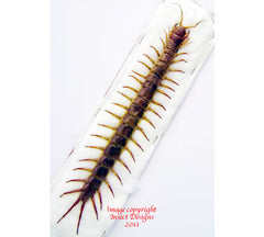 Scolopendra subspinipes (Thailand)