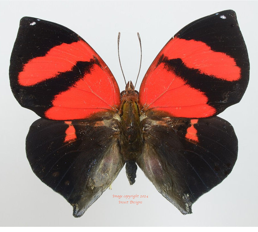 Siderone galanthis (Peru)