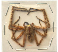 Spider sp.16 (Malaysia)