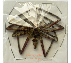 Spider sp.10 (Malaysia)