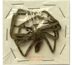 Spider sp.3 (Malaysia)