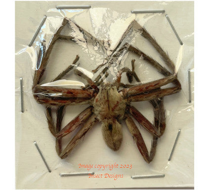 Spider sp.7 (Malaysia)