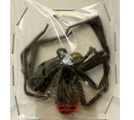 Spider sp.9 (Malaysia)