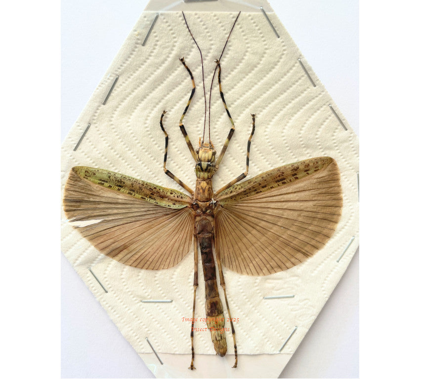 Stick insect sp.17 (Malaysia)