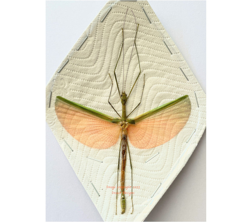 Stick insect sp.8 (Malaysia)