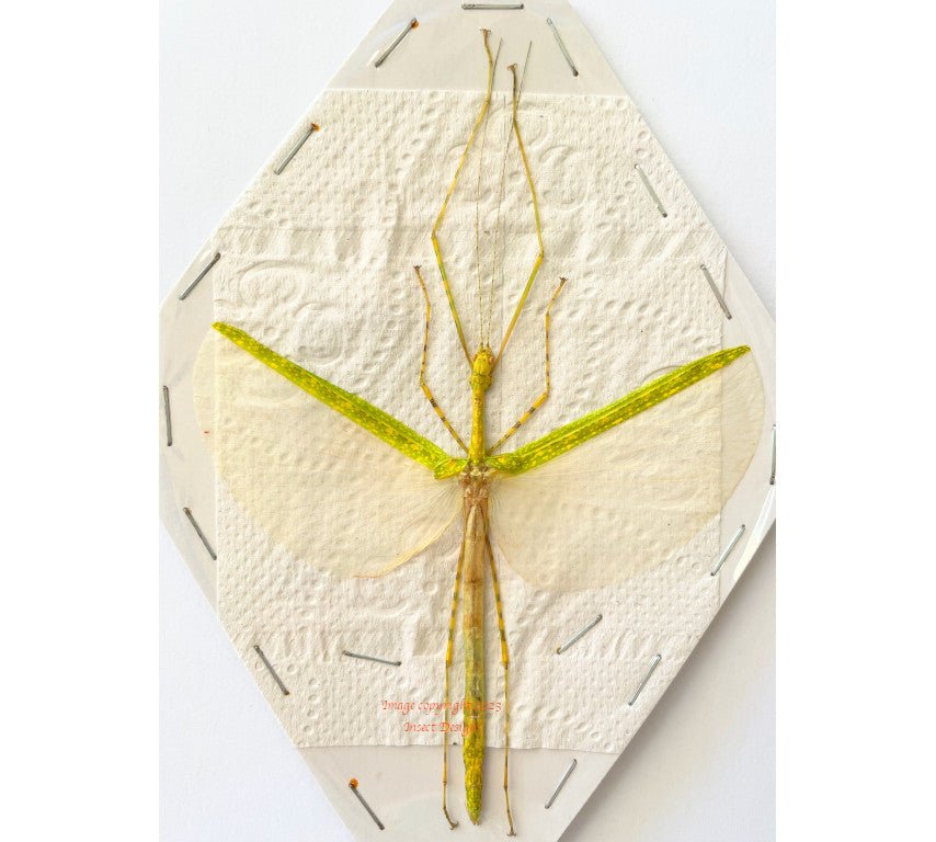 Stick insect sp.6 (Malaysia) - quality dried insects for sale – Insect ...