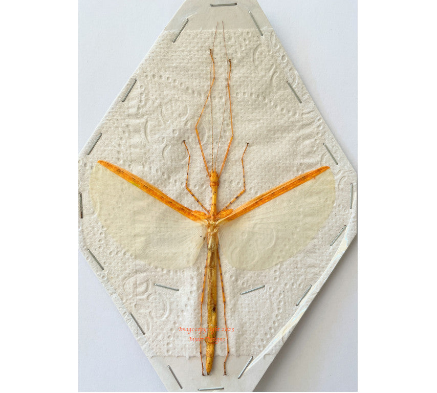 Stick Insect 33cm Stick insect sp.7 (Malaysia) - quality dried insects for sale – Insect ...