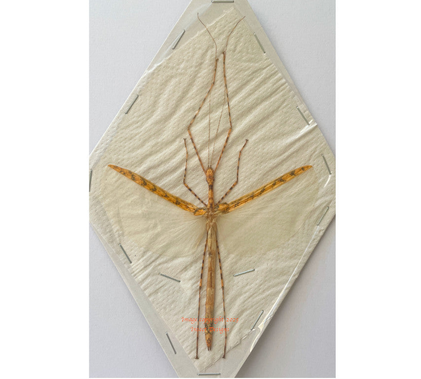 Stick insect sp.3 (Malaysia)