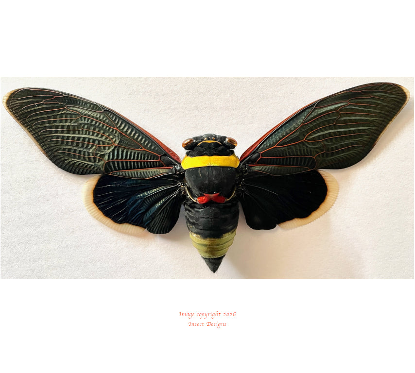 Tacua speciosa (Malaysia)