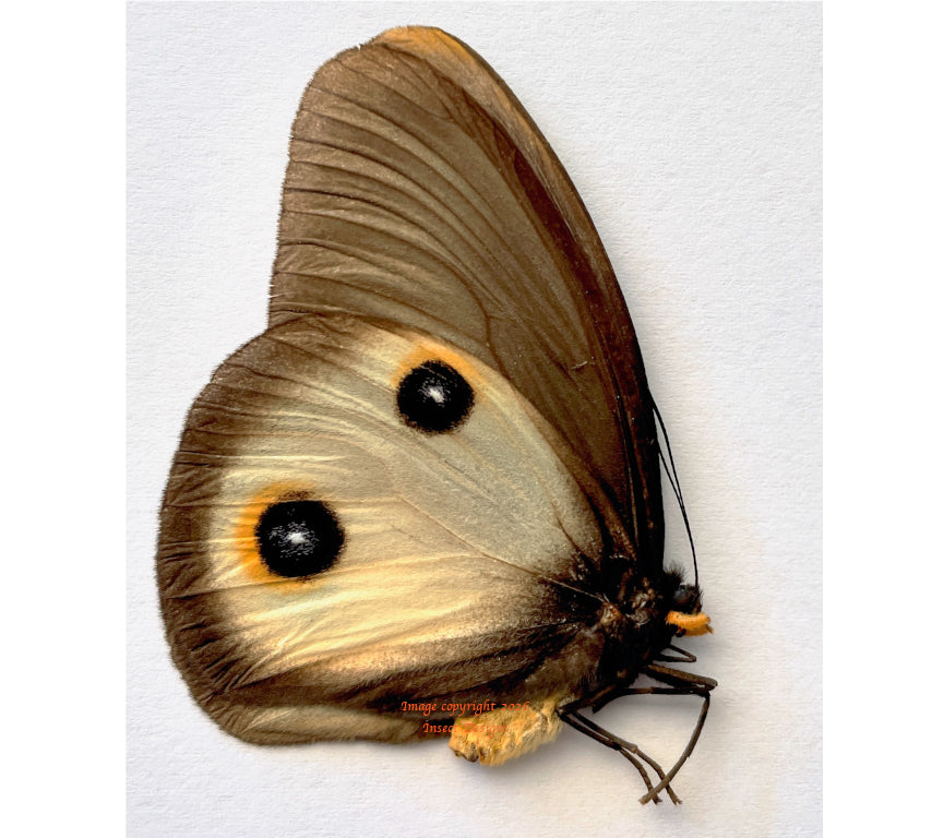 Taenaris horsefieldi plateni (Philippines)