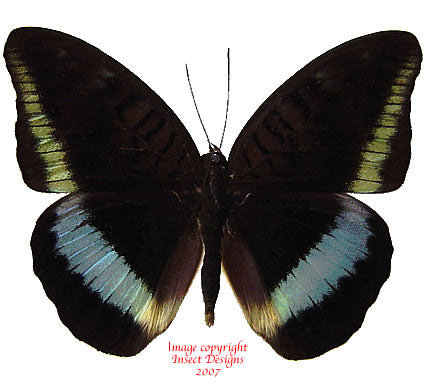 Tanaecia calliphorus calliphorus (Philippines) A2
