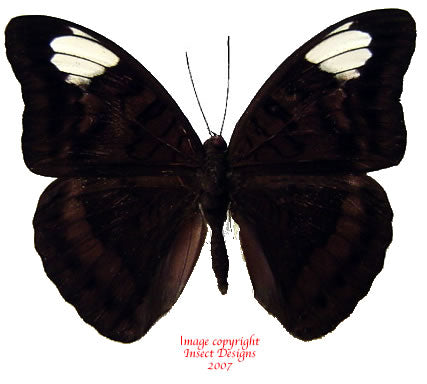 Tanaecia lupina (Philippines) A2