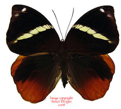 Thauria aliris pseudaliris (Malaysia)
