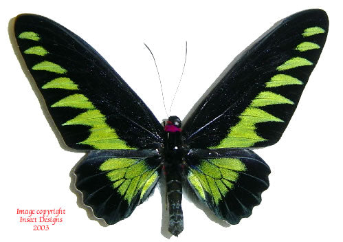 Trogonoptera brookiana (Malaysia) - Australian customers only