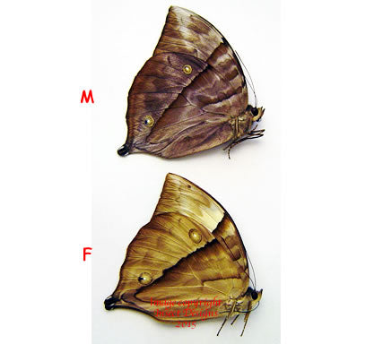 Zeuxidia boholina (Philippines) - male