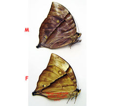 Zeuxidia boholina (Philippines) - female A2